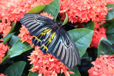 Gorgeous Troides Helena or Common Birdwing Collecting Nectar on Coral Red Blooming Ixora clipart