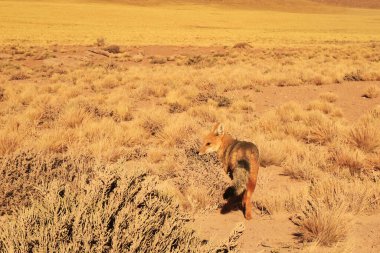 Andean Fox Gracing alone in the Foothill of Atacama Desert, the Los Flamencos National Reserve, Northern Region of Chile, South America clipart