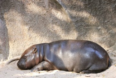 Altı aylık tombul pigme su aygırı güneş ışığında uyuyor.