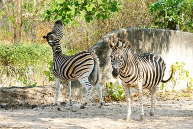 Bir çift Ova Zebra Güneş Işığı Açık Hayvanat Bahçesinde Rahatlıyor