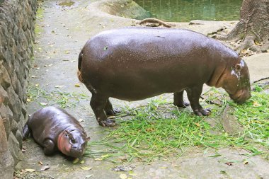 Neredeyse 3 aylık sevimli tombul bebek Pigme Hippo annesi yemek yerken uyuyor.