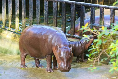 Anne Pigme Hippo ve meraklı bebeği çitin arkasından babasına bakıyor.