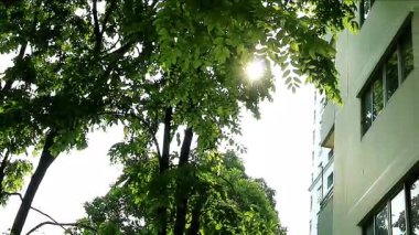 Büyük ağacın siluetinde parlayan güneş ışınlarının görüntüsü