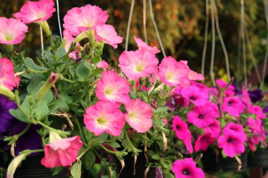 Bahçede Çiçek Açan Saksılar Çekici Pembe Petunyalar