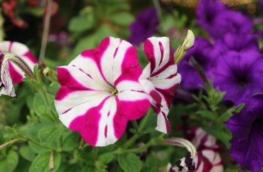Bahçede çiçek açan Magenta ve Beyaz Biolor Petunias 'a yakın çekim