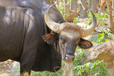 Kuru Mevsimde Saman Yiyen Erkek Bantinin (Bos Javanicus) Yakın Çekimi