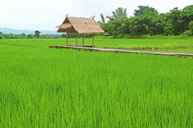 Canlı yeşil çeltik tarlaları olgunlaşmamış pirinç bitkilerinin kır tarzı pavyonları, Kuzey Tayland