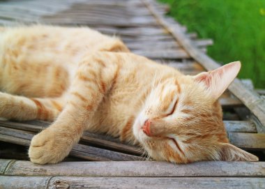 Tatlı Altın Kahverengi Kedi Bambu Köprüsü 'nde Kestiriyor