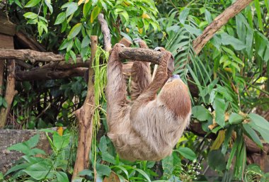 İki parmaklı bir yetişkin Tembel ağaç dalında baş aşağı asılı duruyor.