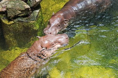 Sevgili Pigme Hippopotamus Çiftleştirme Dönemi