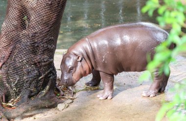 Tombul 8 aylık Pigme Hippopotamus yavrusu sabah güneşinde dinleniyor.