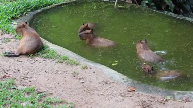 Mutlu bir Capybaras sürüsünün kıyıda sadece bir tanesiyle gölette dinlendiği görüntüler.