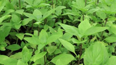 Canlı Yeşil Tayland Basil Bitkisi Bahçede Parıldıyor