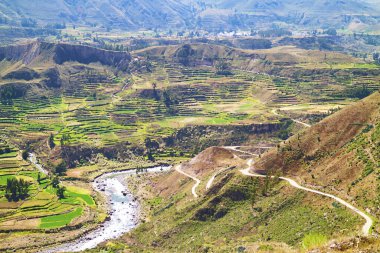 Güney Amerika 'nın Peru Arequipa Bölgesi, Colca Kanyonu' ndaki Tarımsal Terasların Etkileyici Panoramik Manzarası