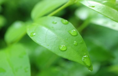 Canlı yeşil yaprağın üzerindeki çiğ damlalarının yaklaşması