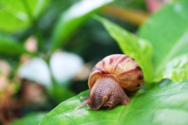 Canlı Yeşil Yaprak Üzerinde Sürünen Kahverengi Çizgili Kabuklu Salyangoz