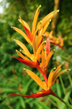 Güneş Işığındaki Çarpıcı Heliconia Hersuta 'nın Kapanışı