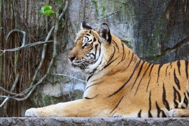 Güzel bir Bengal Kaplanının Kapalı Bölgede Rahatlaması