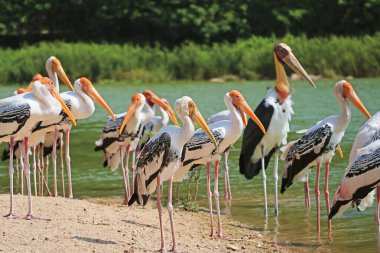 Lakeshore 'daki Boyalı Leylek Sürüsü ve aralarında daha az yetkili biri var.