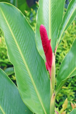 Yeşil yapraklar arasında büyüyen Alpinia Purpurata ya da Red Ginger Flower Bud