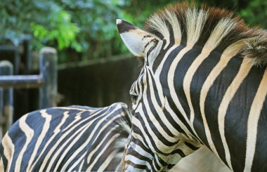 Açık bir hayvanat bahçesinde dinlenen Güzel Ovalar Zebra 'nın Kapanışı