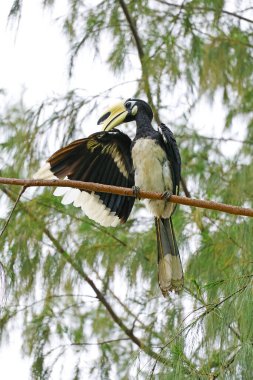 Erkek Oriental Pied Hornbill, Ang Thong takımadasındaki en büyük ada olan Koh Paluai 'de bulundu. Tayland Körfezi, Surat Thani bölgesi, güney Tayland