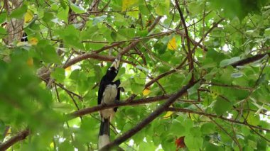 Doğu Pied Hornbill, Koh Paluai Adası, Ang Tanga Takımadaları, Tayland Körfezi, Surat Thani Bölgesi, Tayland 'ın güneyinde bulundu.