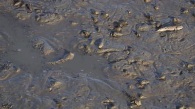 Tayland 'ın Merkez Bölgesi, Mangrove Ormanı Çamuru' ndaki Çamur Sıçrayanlar Okulu 'nun görüntüleri.