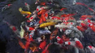 Koi havuzunda peletleri bekleyen görkemli Amur sazan balığı sürüsünün görüntüleri.