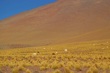 Andes Foothills, Puna Grassland, Bolivya Altiplano, Bolivya, Güney Amerika 'daki Stipa Ichu Çayırı' nda otlayan bir grup Lama.
