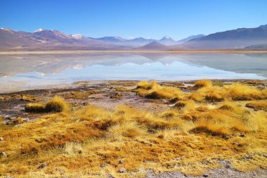 Bolivya Yüksek Platosu, Bolivya, Güney Amerika 'da bulunan Lakeshore' daki Stipa Ichu Çöl Çayırı 'nın çarpıcı manzarası.