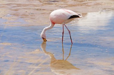 Bolivya Altiplano, Potosi, Bolivya, Güney Amerika 'daki Laguna Hedionda Gölü' nün sığ tuzlu suyunda otlayan Onne Gorgeous Pembe Flamingo