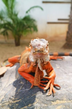 Yard 'daki Meraklı Turuncu Iguana' nın Yakın Çekimi
