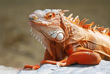 Canlı Turuncu Iguana Detaylarının Kapanışı