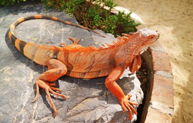 Canlı Turuncu Renkli Yeşil Iguana Gün ışığında dinleniyor