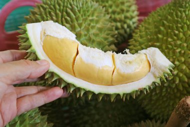 El Tutma Enfes Arkaplanda Taze Hasat Edilen Meyvelerle Durian Meyvesini Açtı