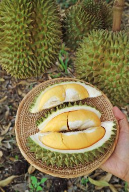 Lezzetli Taze Hasat Ağacın Üzerinde Olgunlaşan Meyvelerle Açılan Durian Meyvesi