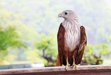 Güzel Brahminy Uçurtması veya Kızıl Sırtlı Deniz Kartalı, Tayland 'da kıyı bölgeleri ve mangrov ormanları boyunca bulunan bir Kızıl Şahin.