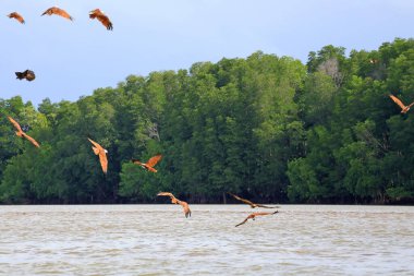 Büyük Brahminy Uçurtması ya da Kızıl Sırtlı Deniz Kartalı Welu Nehri üzerinde uçuyor, Chanthaburi, Tayland 'ın Doğu Bölgesi