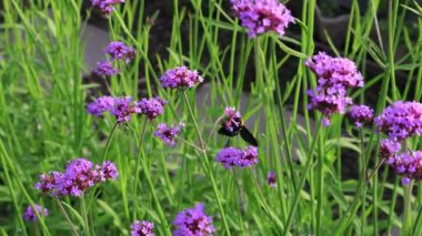 Bal Arısı Bahçedeki Verbena Bonariensis Çiçeklerinde Nektar Topluyor