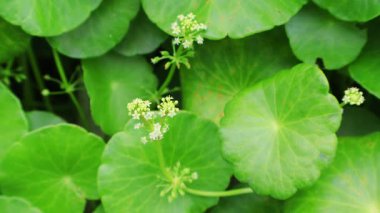 Canlı Yeşil Su Pennywort Yaprakları Minik Çiçeklerle dolu