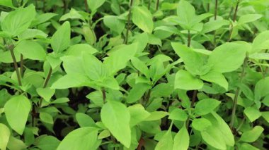 Canlı Yeşil Tayland Basil Bitkisi Arka Bahçede Parıldıyor