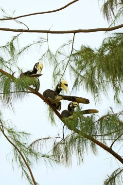 Doğu Pied Hornbills sürüsü Ang Thong takımadasının en büyük adası Koh Paluai 'de bulundu, Tayland Körfezi, Surat Thani bölgesi, güney Tayland