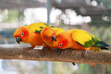 Sun Conure çifti aşklarını tazeliyor. Canlı renkli bir papağan. Güney Amerika 'nın kuzeydoğusuna özgü.