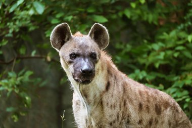 Lakabı Gülen Sırtlan olan erkek Benekli Sırtlan 'ın yakın çekimi.