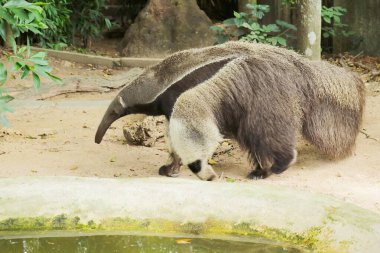 Dev Karıncayiyen Açık Hayvanat Bahçesi 'nde Dinleniyor. Orta ve Güney Amerika' ya özgü inanılmaz bir böcek yuvası.