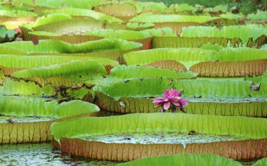 Victoria Amazonica 'nın Büyük Su Zambakları Grubu Ördek Yosunu kaplı Gölette