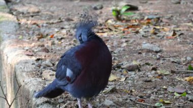Gösterişli Lacy Tüyleri ve Kırmızı Süsen Çiçekleriyle Görkemli Victoria Taçlı Güvercin