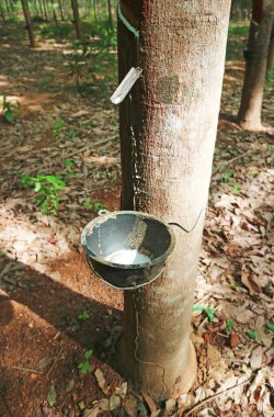 Doğal Lastik Özsuyu ya da Plastik Tesise dokunarak çıkarılan Lateks