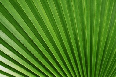 Yeşil Panama Şapka Avuç İçi Yaprağının Sanatsal Botanik Deseni